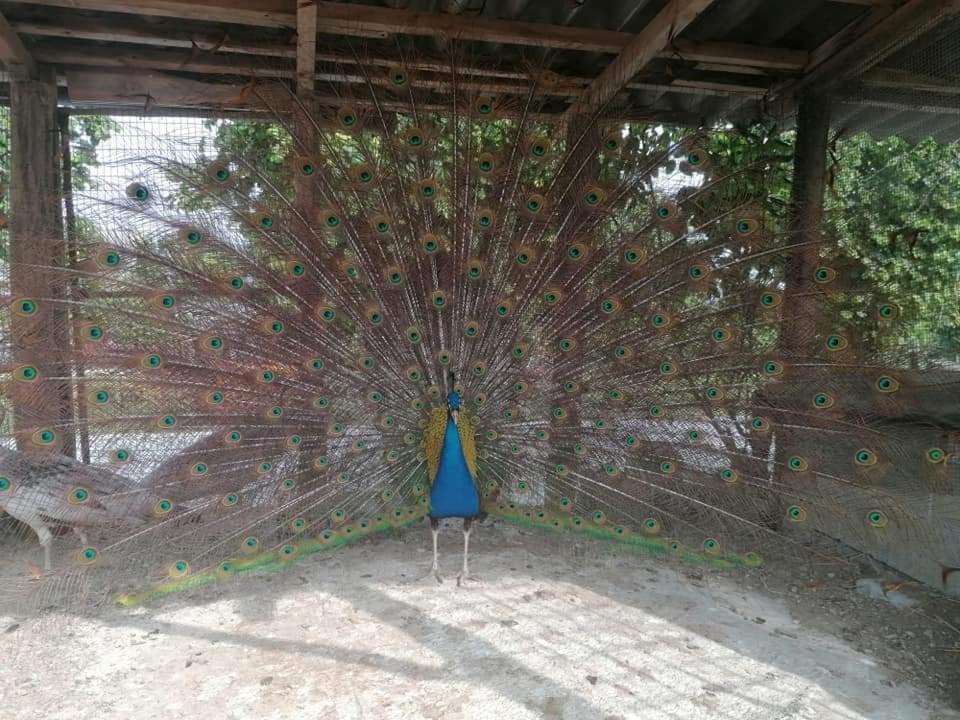 Agriturismo La Ruota Montelupo Albese Ngoại thất bức ảnh